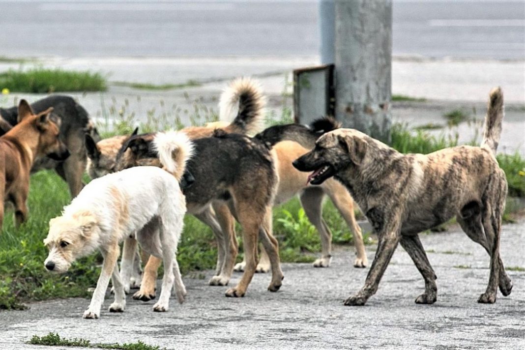В Волгодонске не могут решить «собачью проблему», пока существует гуманный закон