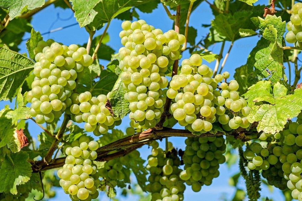 Виноградари – о ситуации с продажей земли под бывшим научным предприятием в Цимлянске