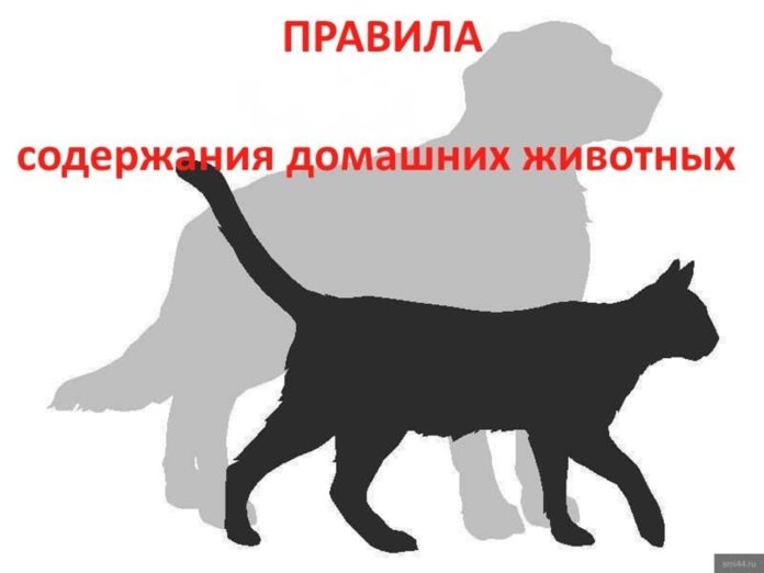 В Ростовской области установят штрафы за не правильное содержание собак и кошек