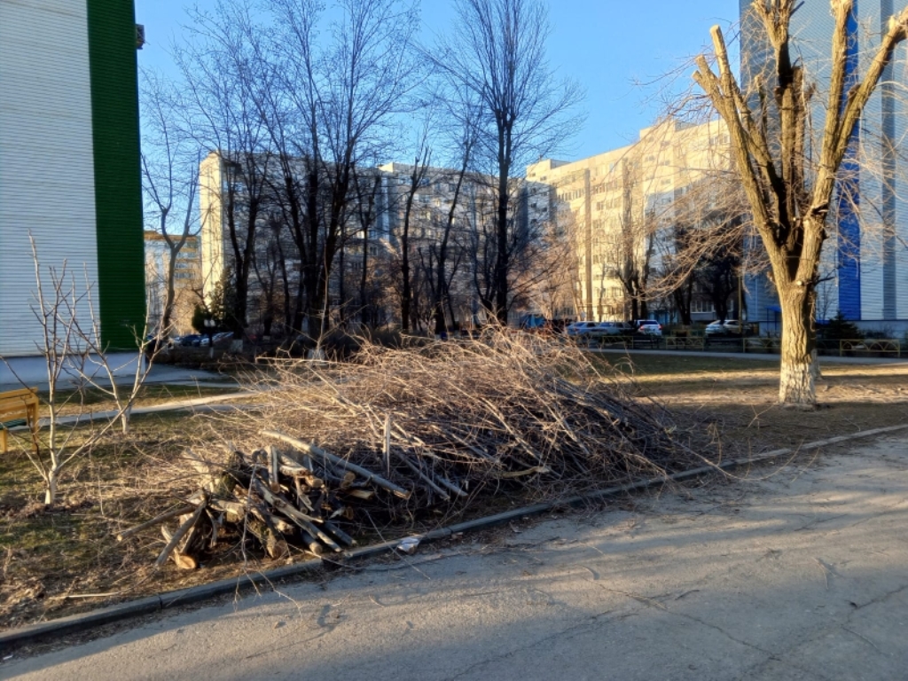 Новому главе администрации «в наследство» досталась проблема сломанных  веток - Волгодонск.Про