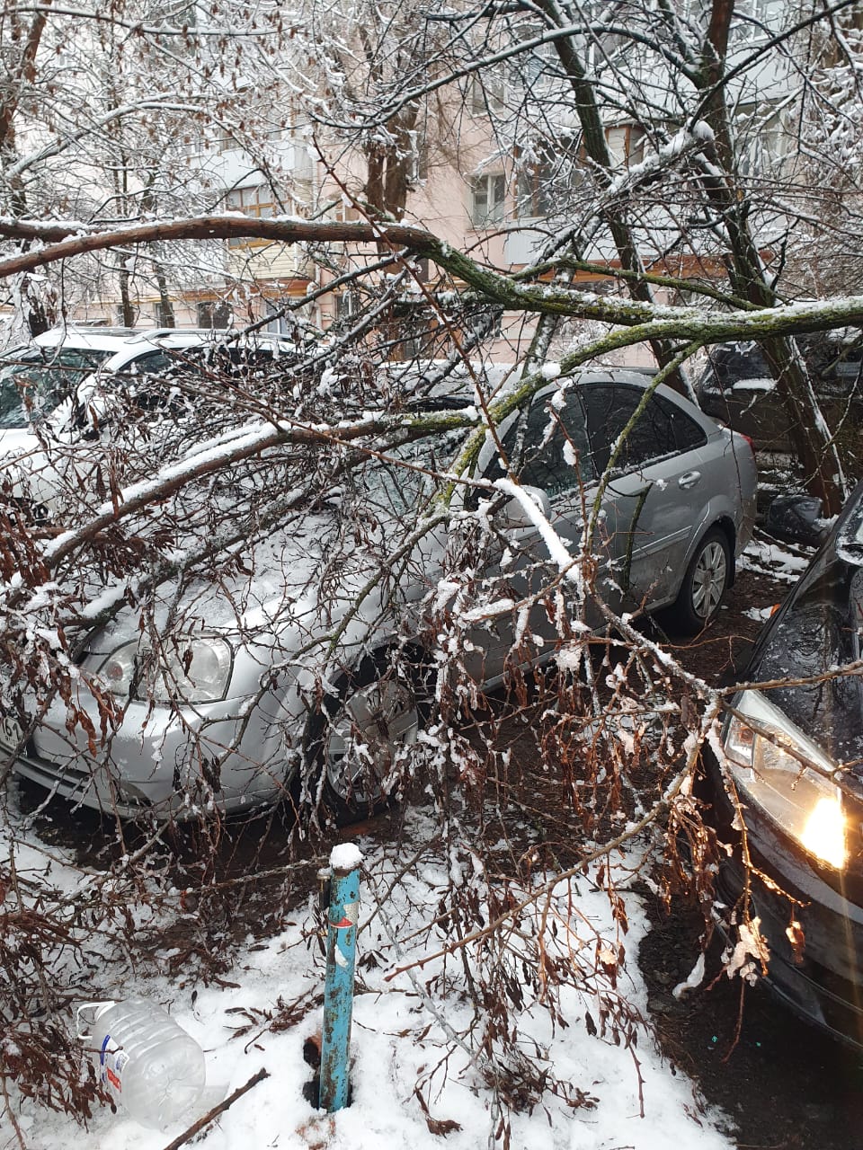 Под тяжестью мокрого снега в Волгодонске падают деревья и рвутся провода -  Волгодонск.Про