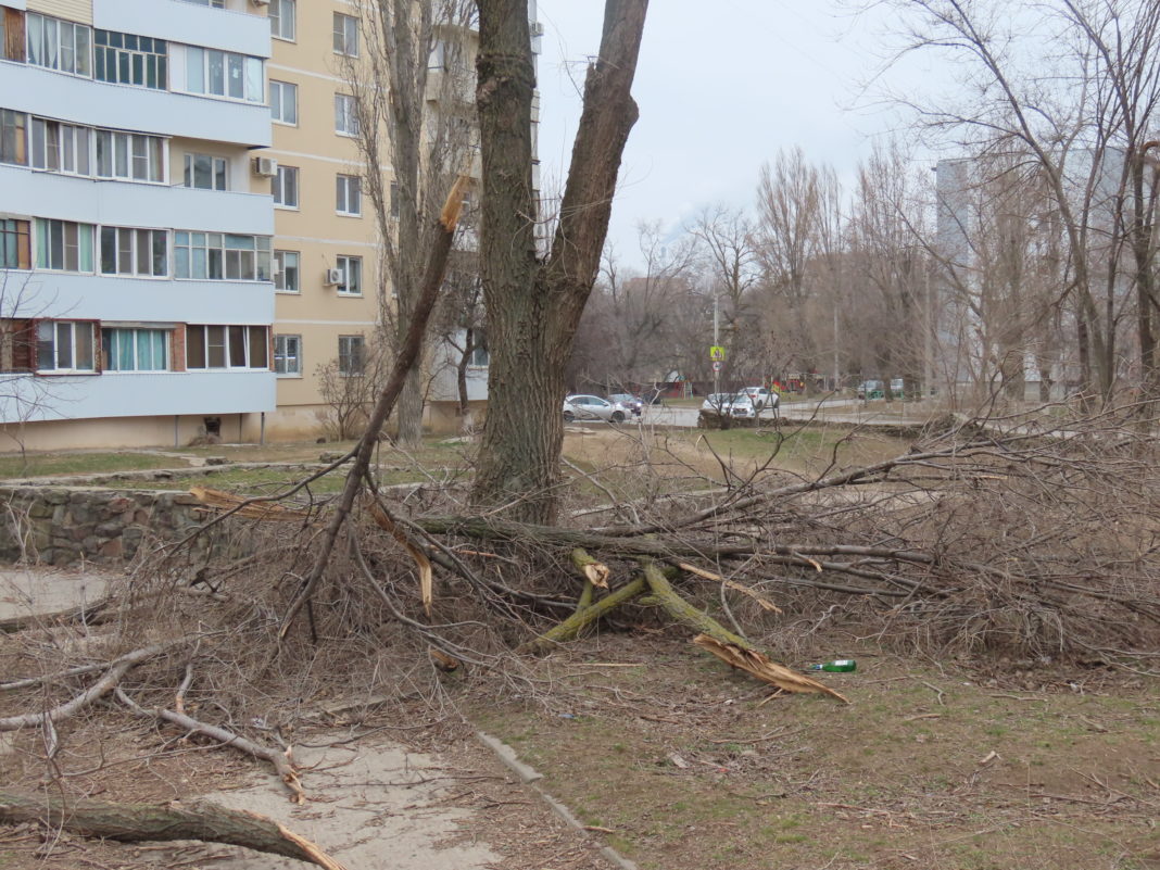 Общественники Волгодонска вновь подняли вопрос вывоза веток - Волгодонск.Про